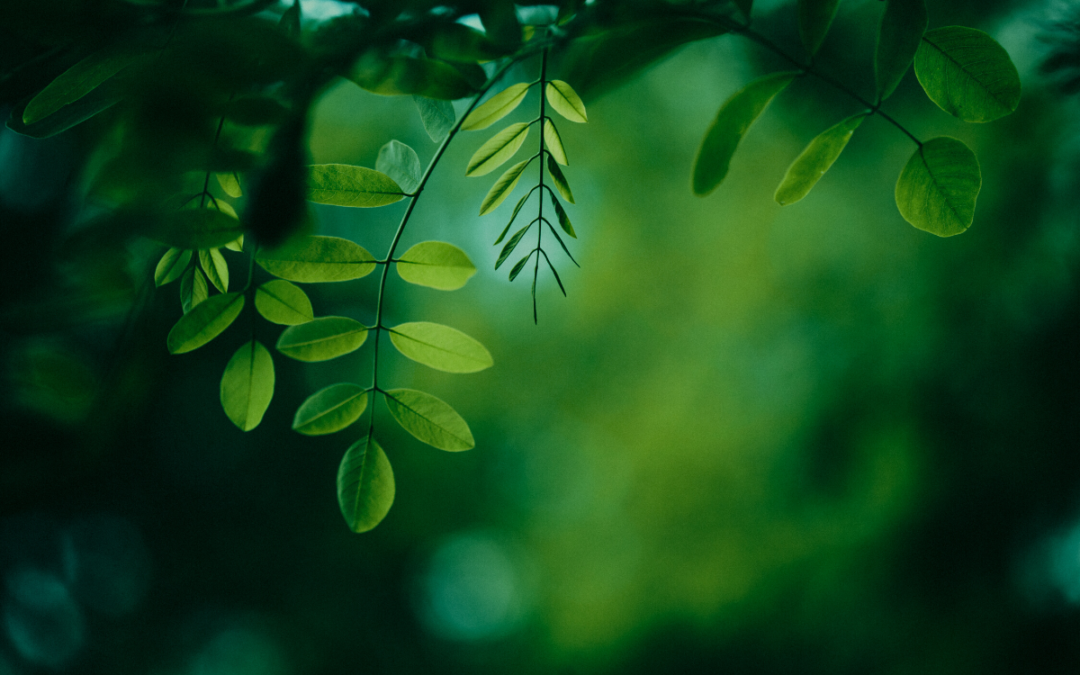 Jungles leaves